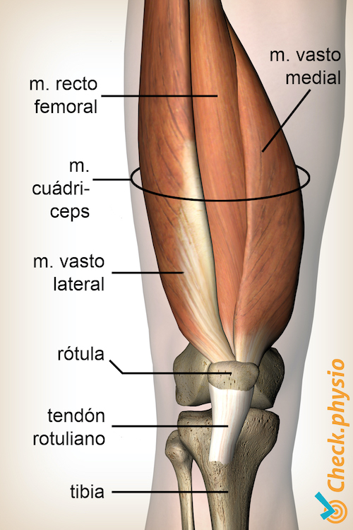 afbeelding_alt_knie-quadriceps-spier-rectus-femoris-vastus-lateralis-medialis-anatomie