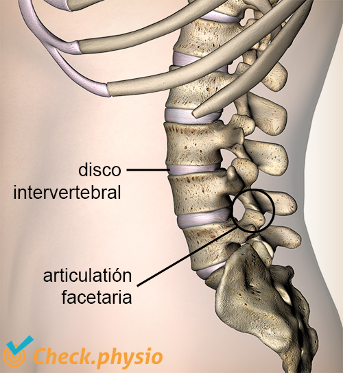 espalda articulación facetaria intervertebral vértebra discal vista lateral